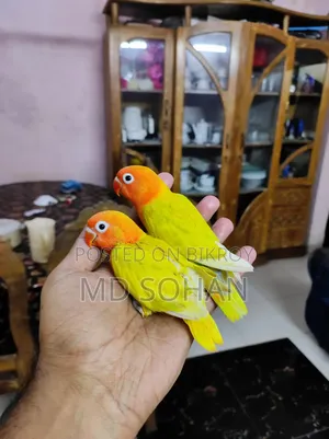লাভ বার্ড টেম সাইজ বেবি
