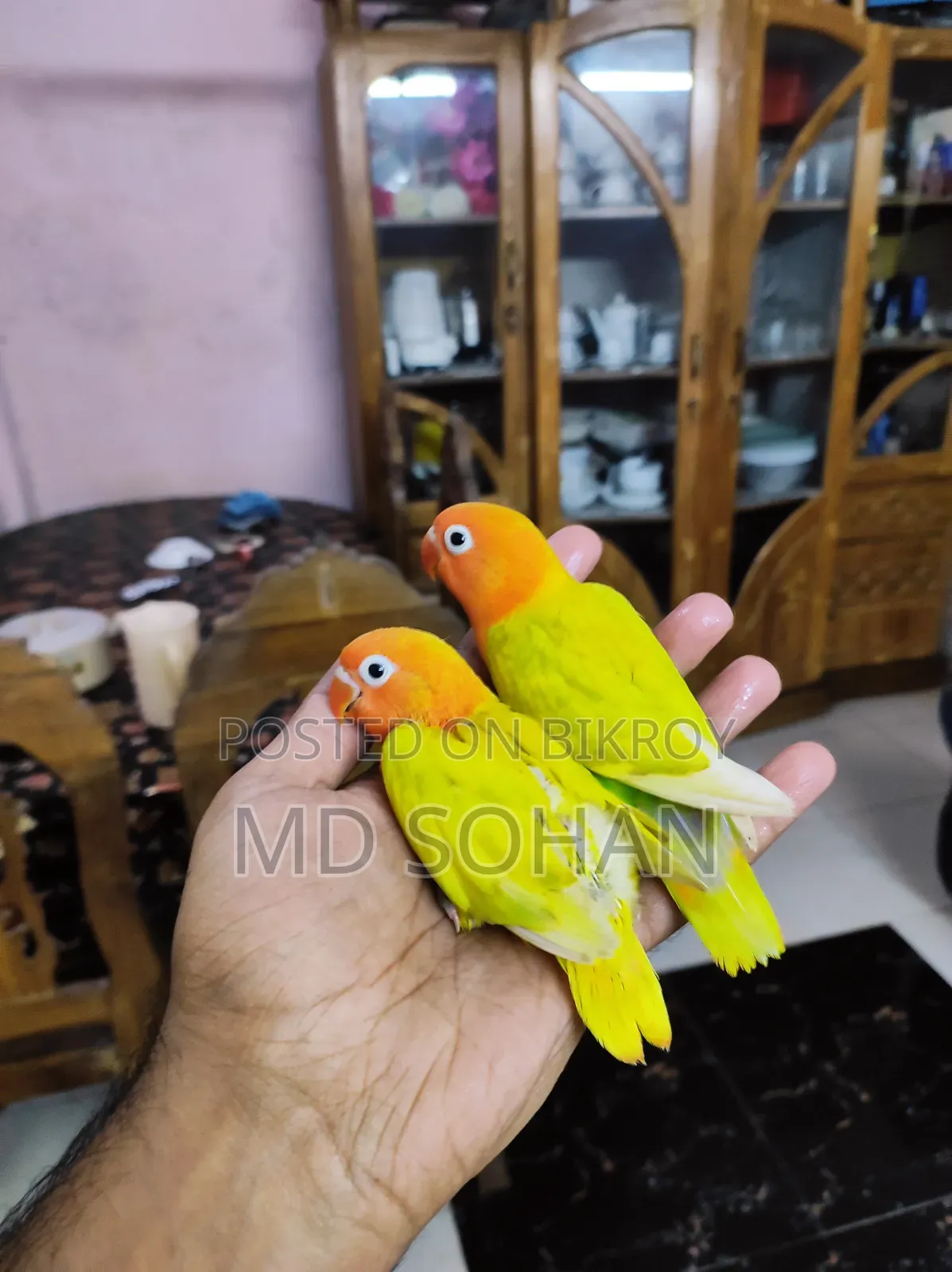 Love Bird Tame Size Baby
