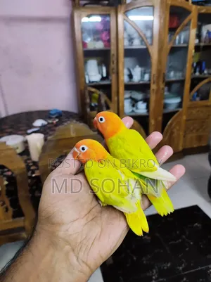Love Bird Tame Size Baby