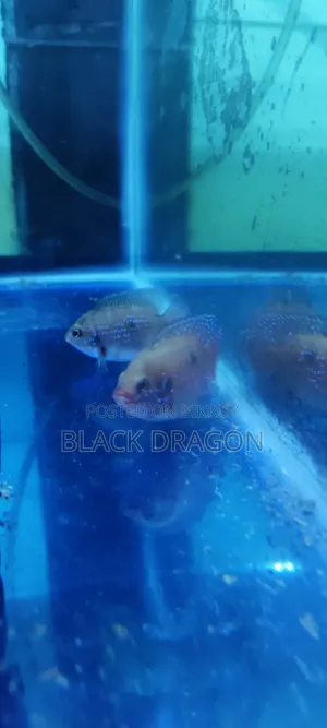 Master Pair Jewel Cichlid