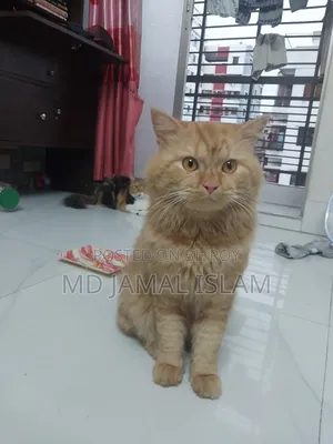 1+ Year Male Purebred Persian