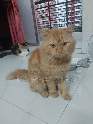 1+ Year Male Purebred Persian