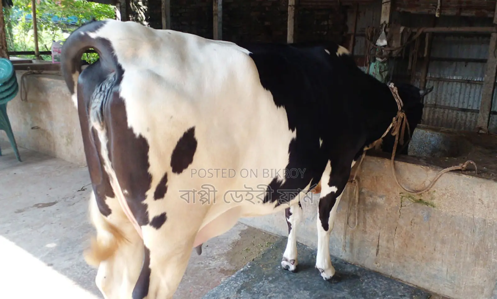 Cow number 1376 for sale.