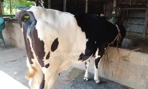 Cow number 1376 for sale.