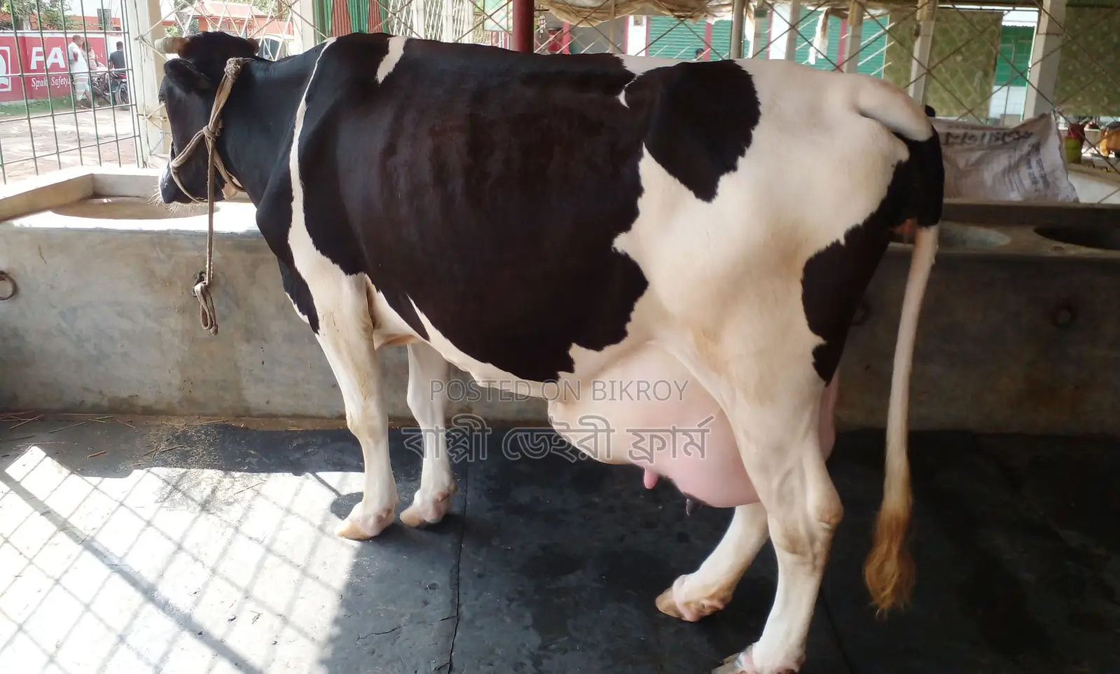 Cow No. 1377 for sale, daily milk yield 21 liters.