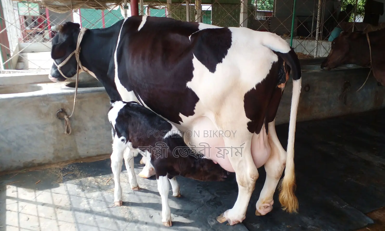 Cow No. 1377 for sale, daily milk yield 21 liters.