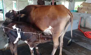 Buy a good breed cow at a low price, No. 1378.