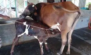 Buy a good breed cow at a low price, No. 1378.