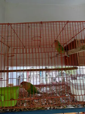 লাভ বার্ড - ১ জোড়া এবং ২ টি বাচ্চা (২+ মাস বয়সী)
