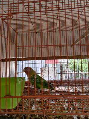 লাভ বার্ড - ১ জোড়া এবং ২ টি বাচ্চা (২+ মাস বয়সী)