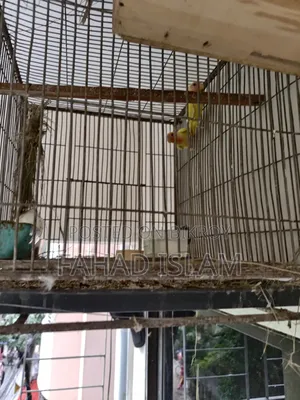 লাভ বার্ড - ১ জোড়া এবং ২ টি বাচ্চা (২+ মাস বয়সী)