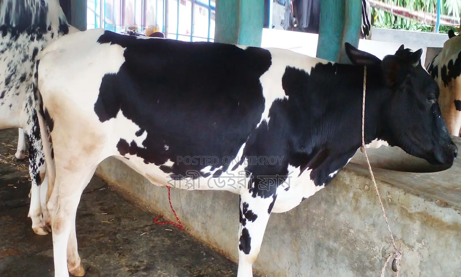 Improved breed heifer number 1379 for sale.