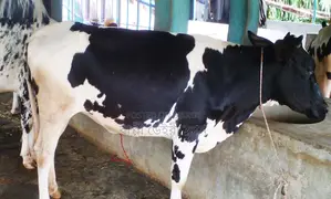 ১৩৭৯ নং উন্নত জাতের বকনা গরু বিক্রয় হবে ।