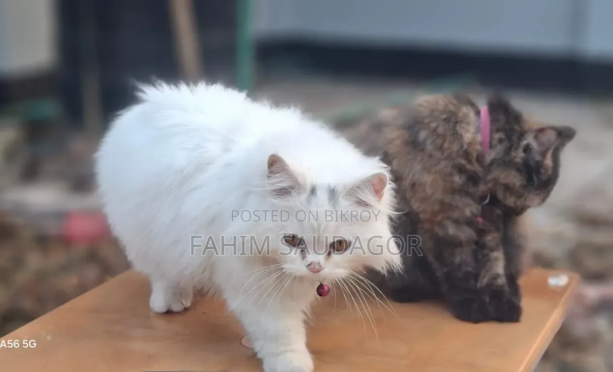 6-12 Months Male Purebred Persian
