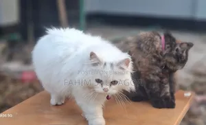 6-12 Months Male Purebred Persian
