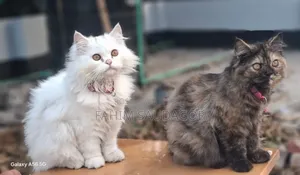6-12 Months Male Purebred Persian