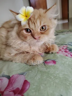 3-6 Months Female Purebred Persian Cat