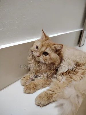 3-6 Months Female Purebred Persian Cat
