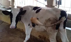 Buy a good breed heifer for rearing, ID 1380.
