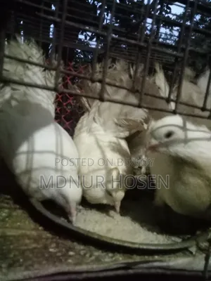 ময়ূরপঙ্খী কবুতর
