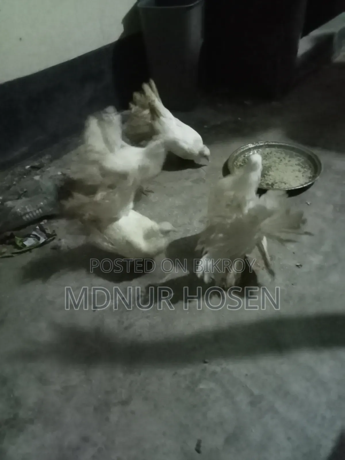 ময়ূরপঙ্খী কবুতর