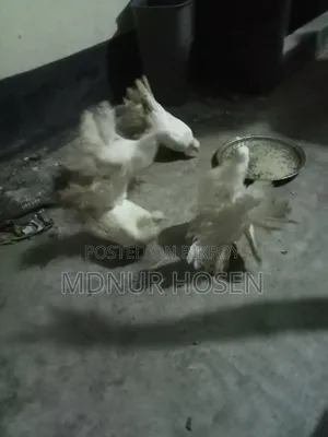 ময়ূরপঙ্খী কবুতর