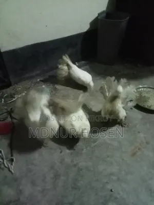 ময়ূরপঙ্খী কবুতর
