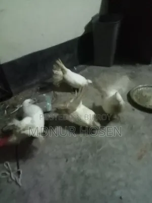 ময়ূরপঙ্খী কবুতর