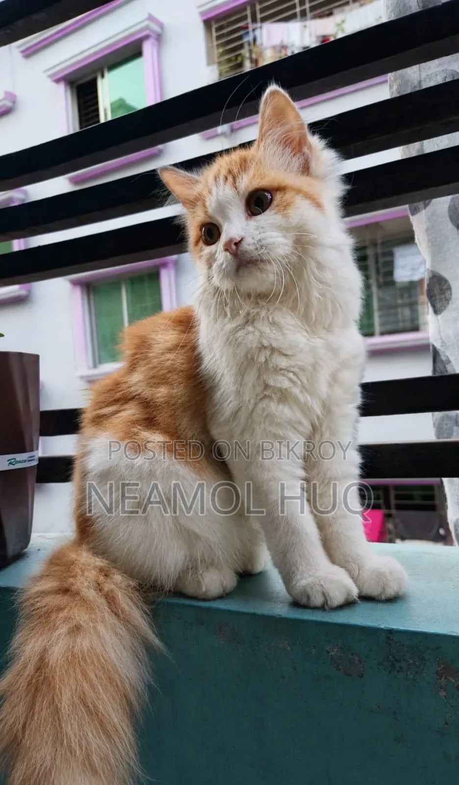 3-6 Months Female Mixed Breed Persian