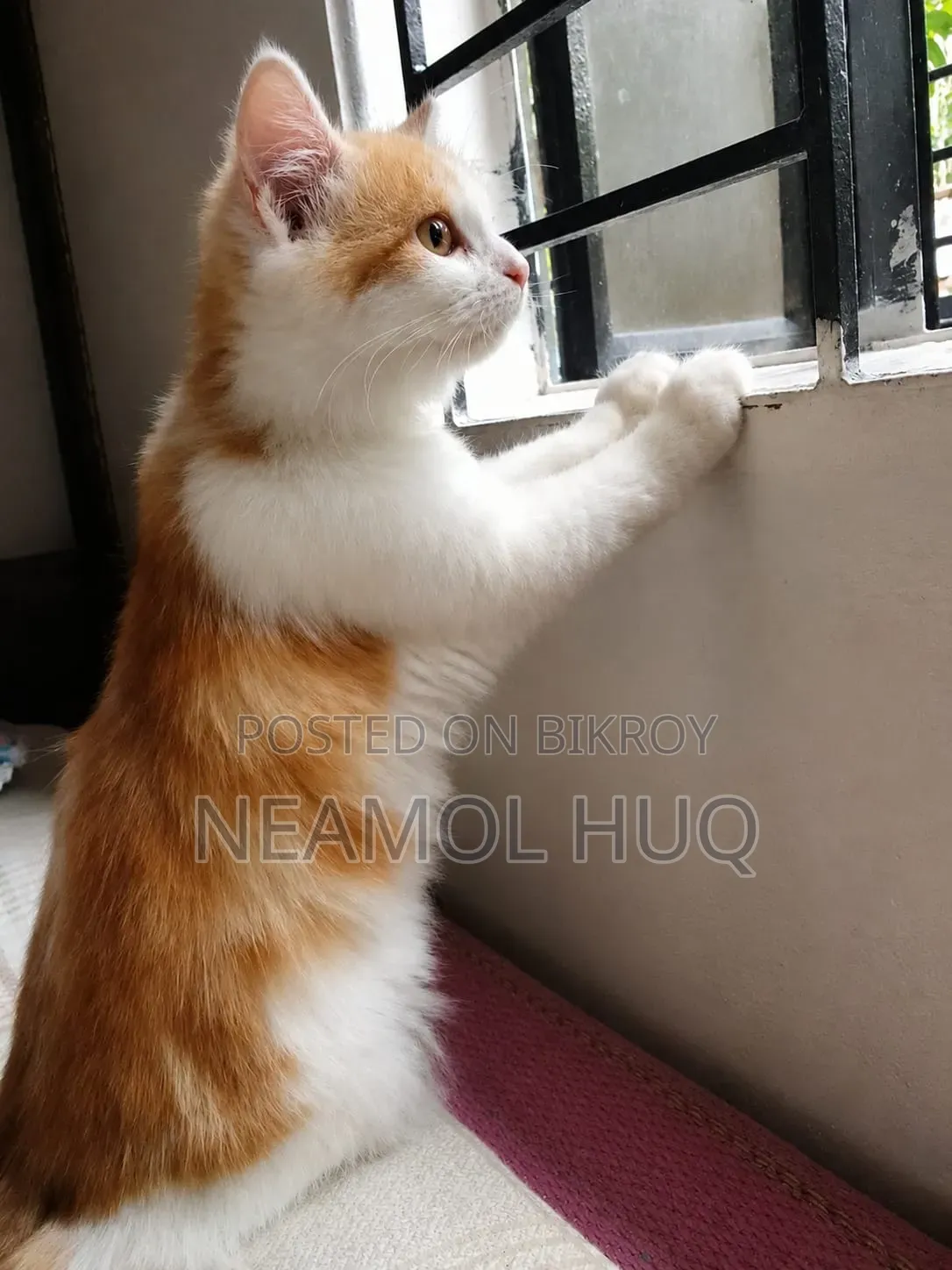 3-6 Months Female Mixed Breed Persian