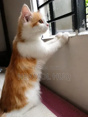 3-6 Months Female Mixed Breed Persian