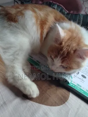 3-6 Months Female Mixed Breed Persian