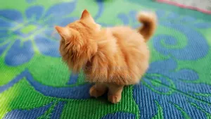 3-6 Months Male Purebred Persian