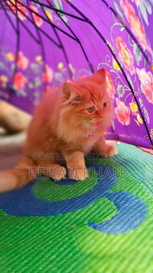 3-6 Months Male Purebred Persian
