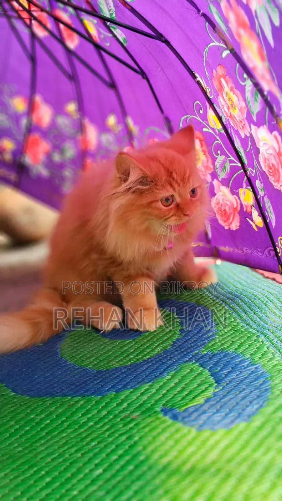 3-6 Months Male Purebred Persian