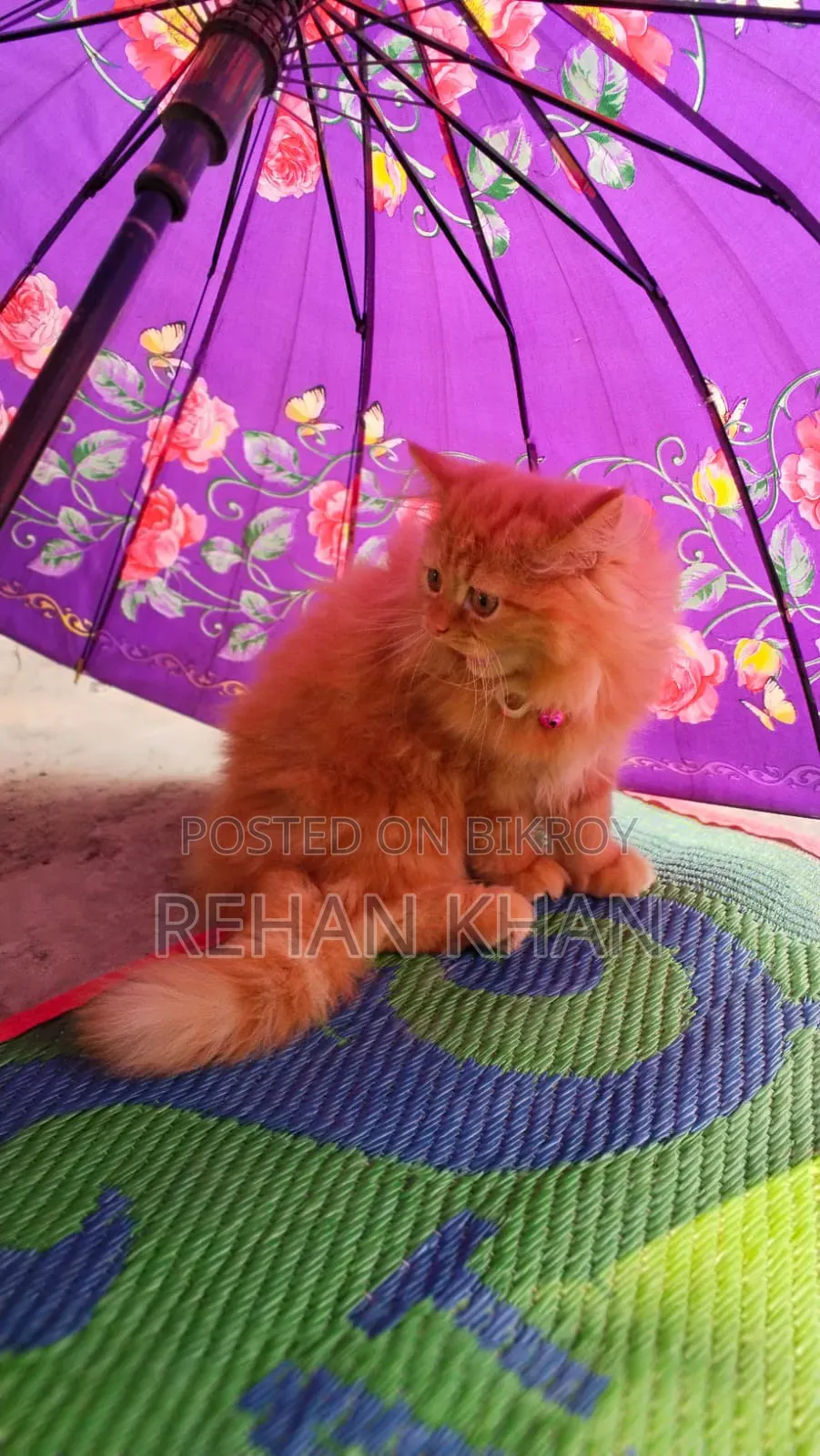 3-6 Months Male Purebred Persian