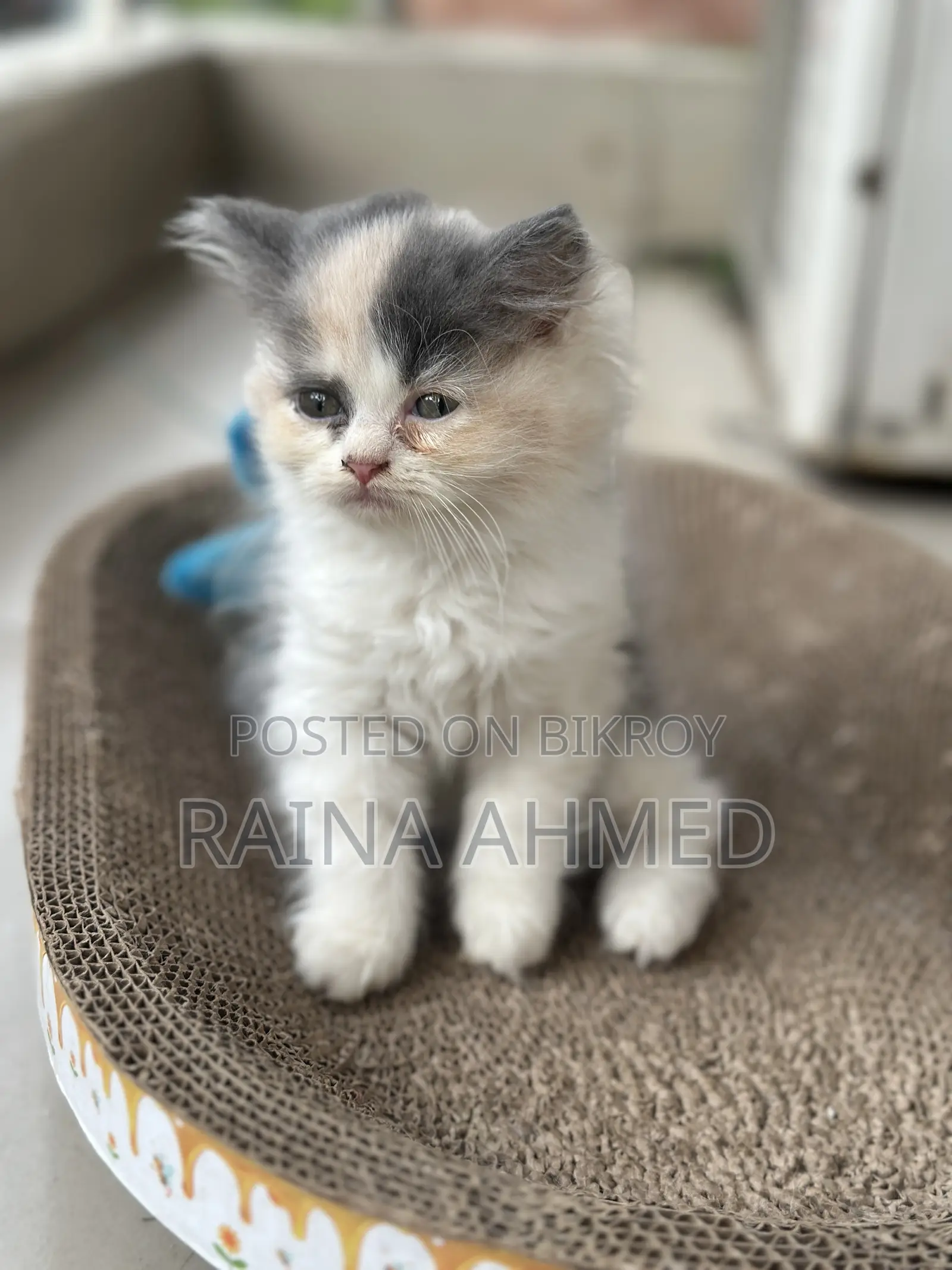 1-3 Months Female Purebred Persian