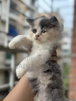 1-3 Months Female Purebred Persian