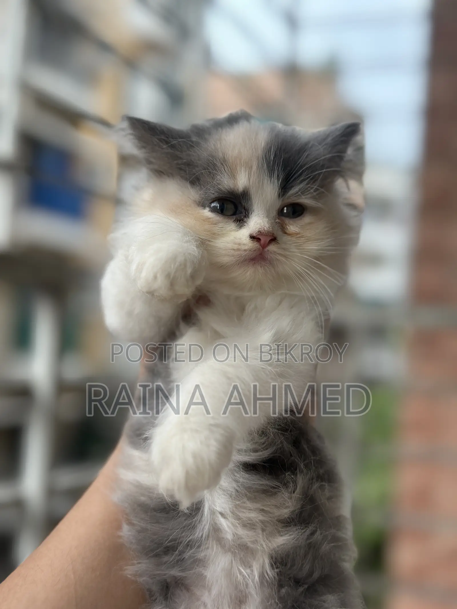1-3 Months Female Purebred Persian