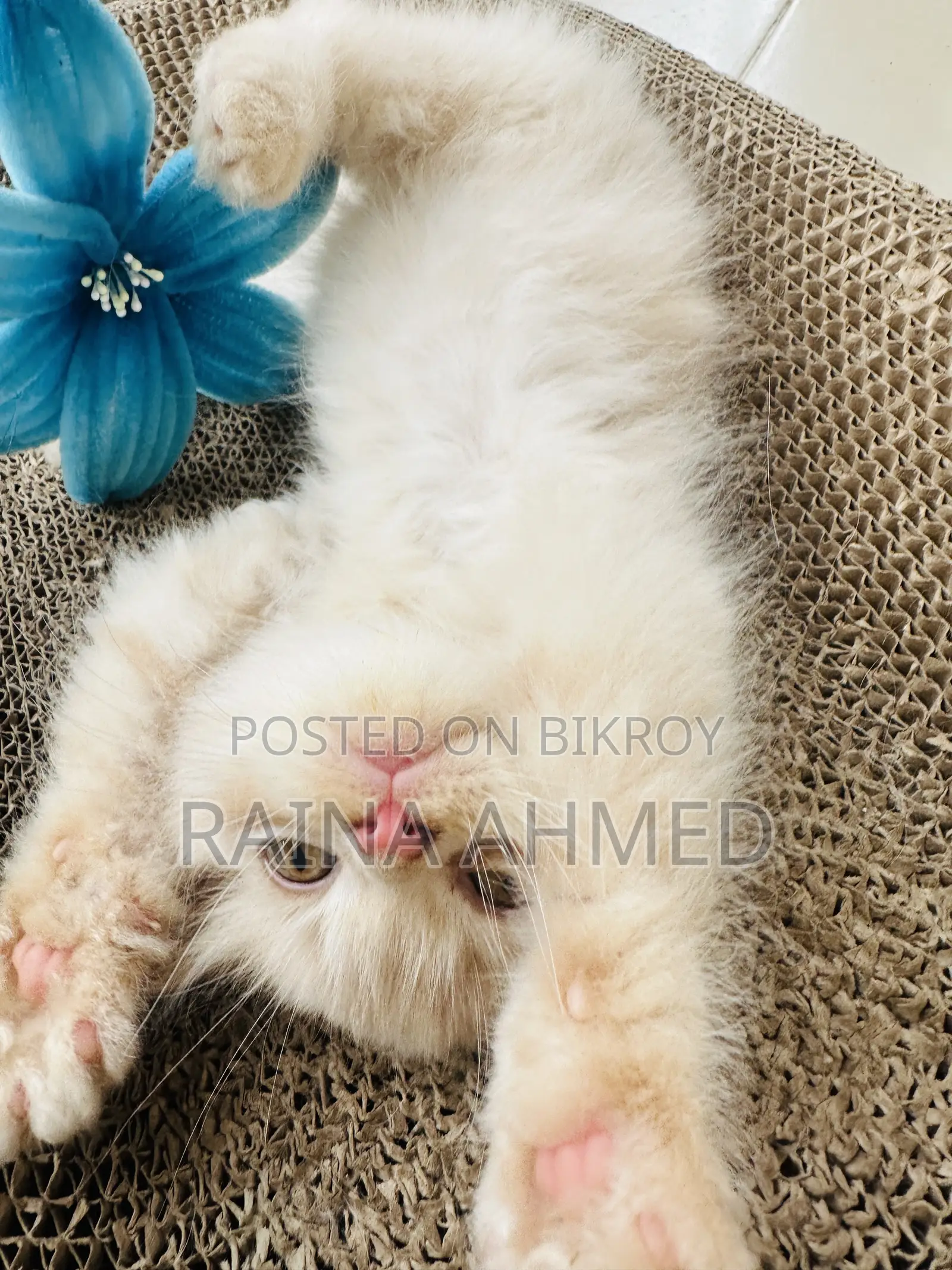 1-3 Months Female Purebred Persian