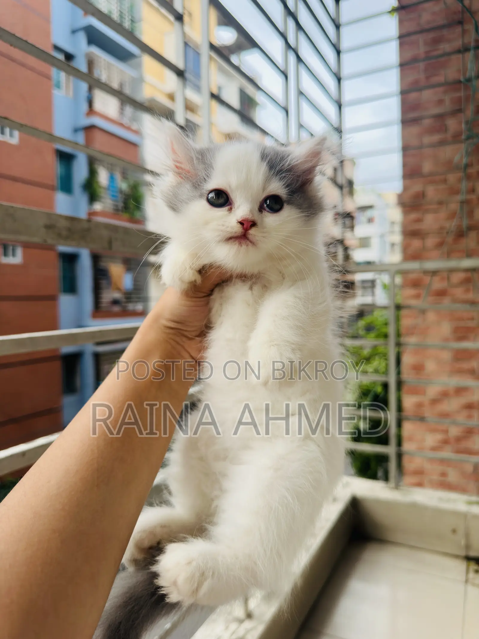 1-3 Months Female Purebred Persian