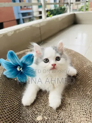 1-3 Months Female Purebred Persian