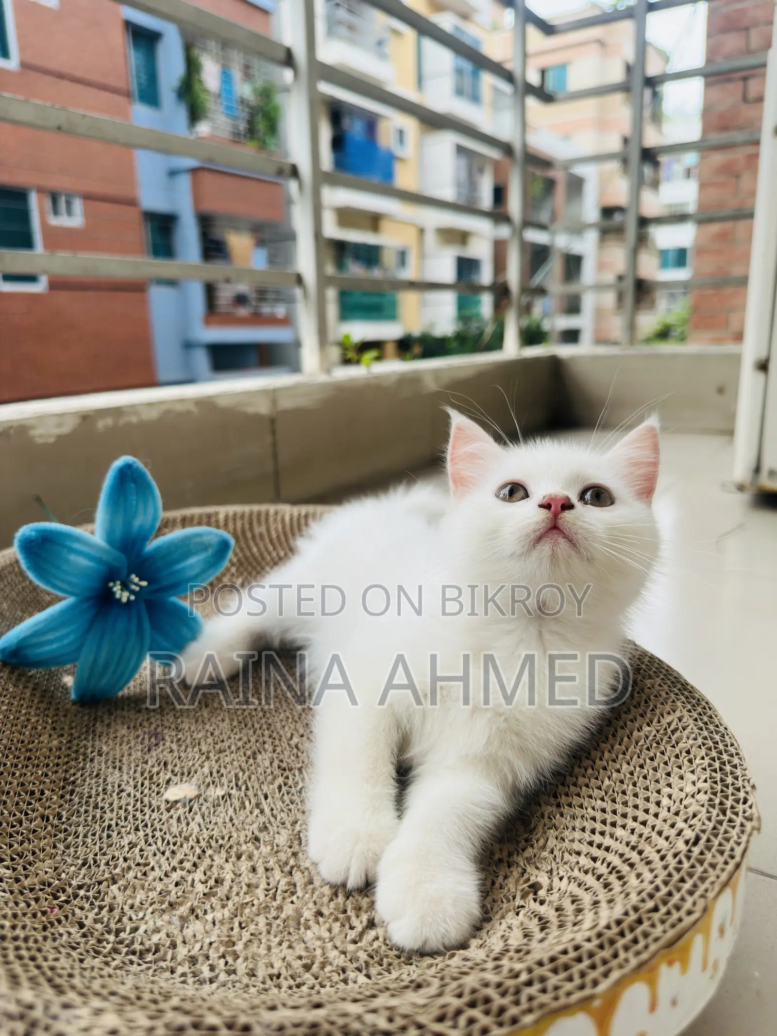 1-3 Months Female Purebred Persian