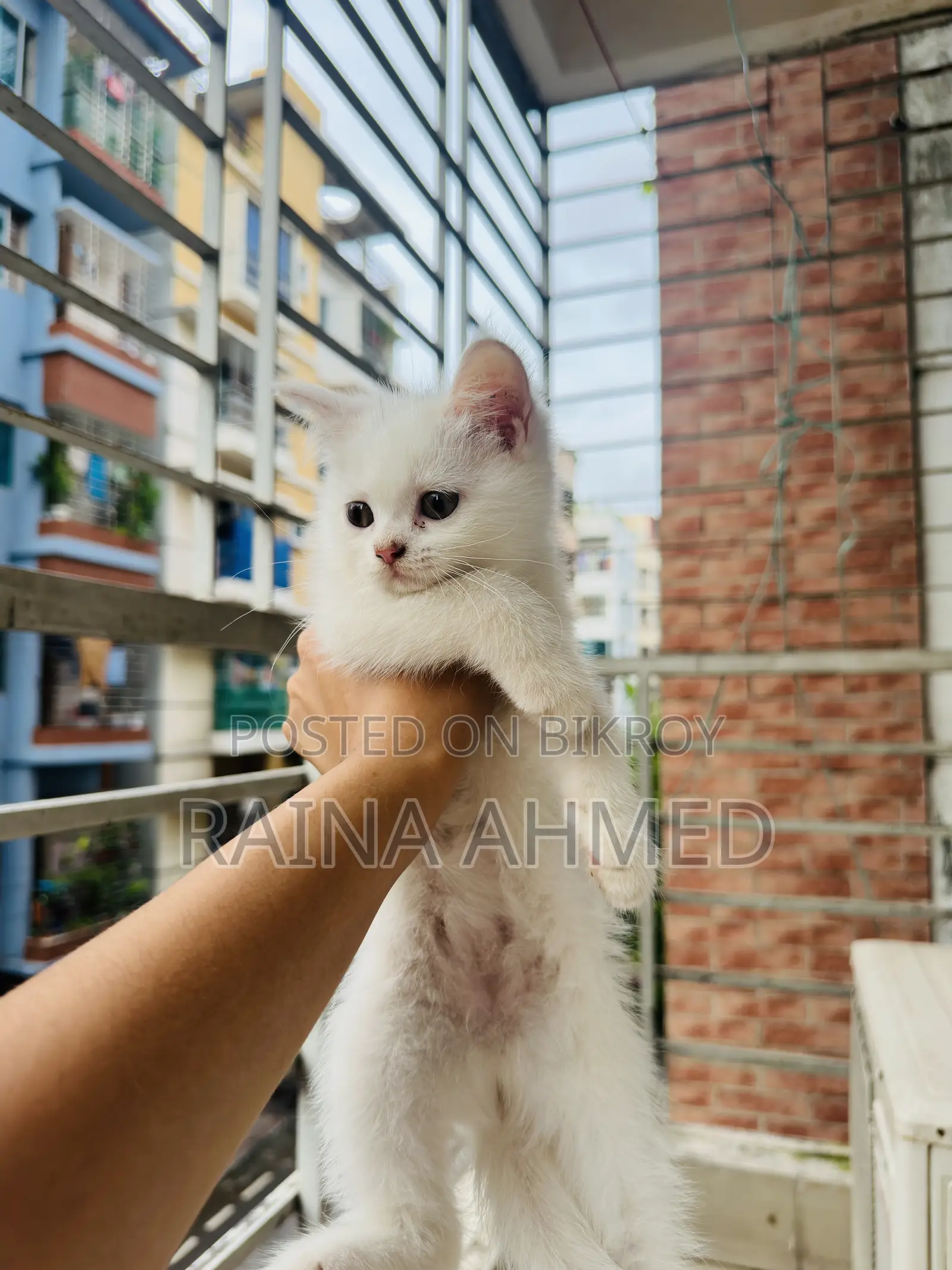 1-3 Months Female Purebred Persian