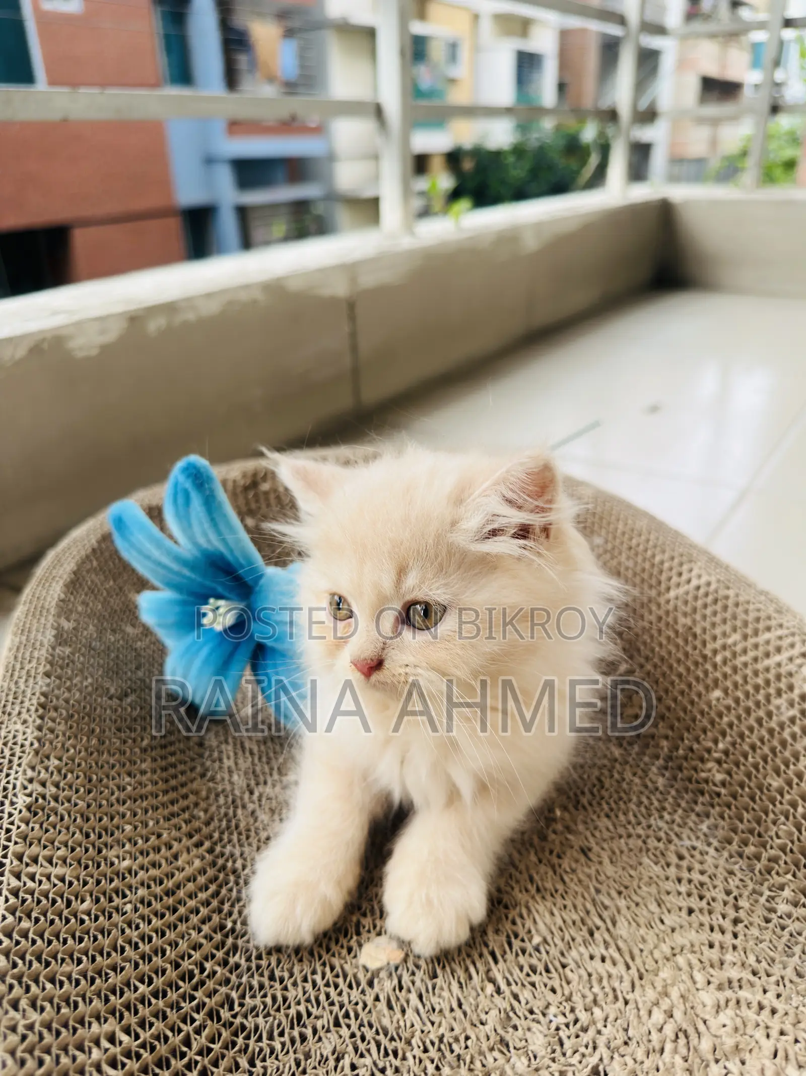 1-3 Months Female Purebred Persian