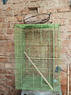 Bird Cage (Love Bird)