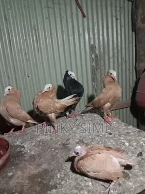 মুক্ষি কবুতর