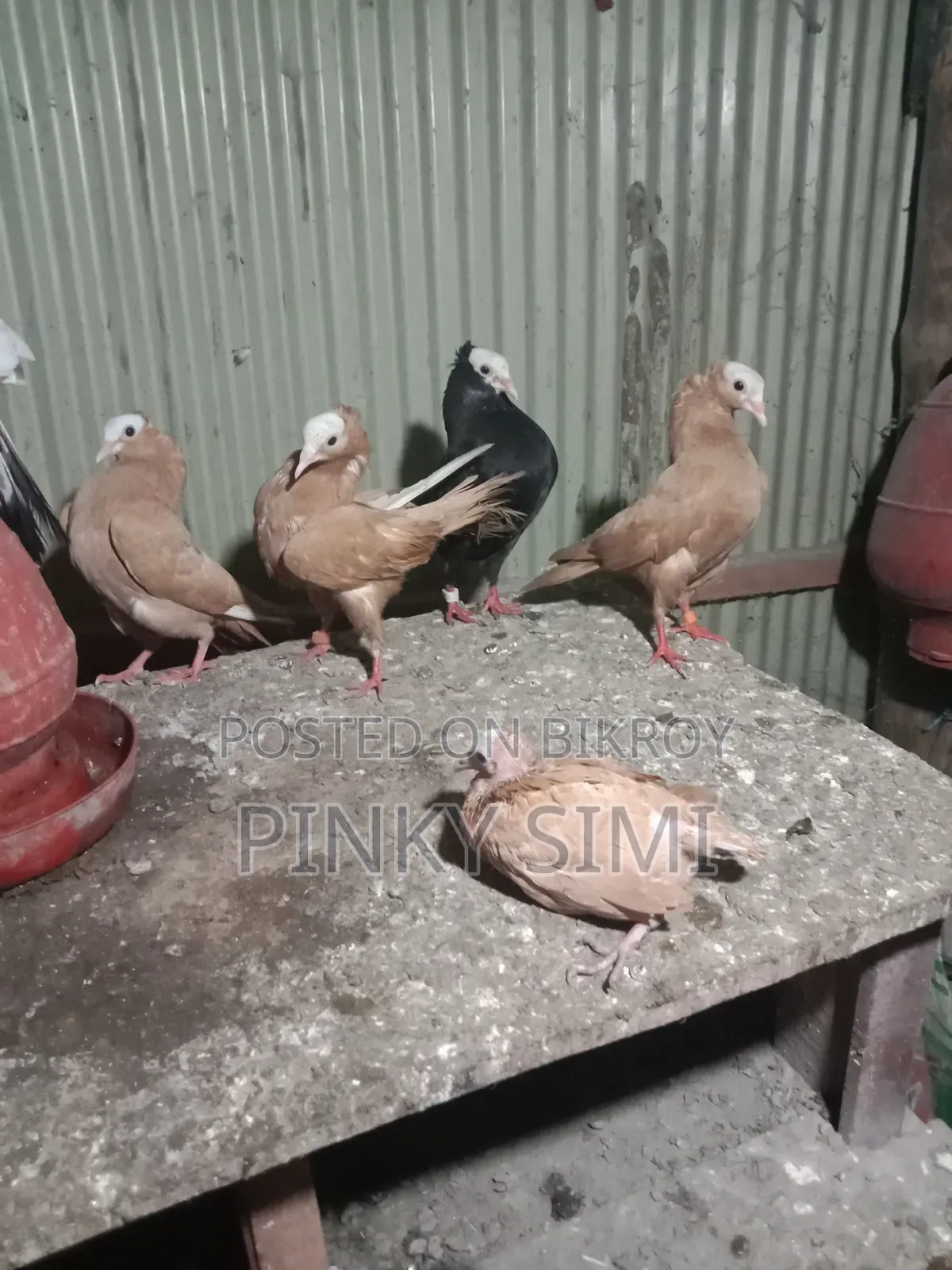মুক্ষি কবুতর