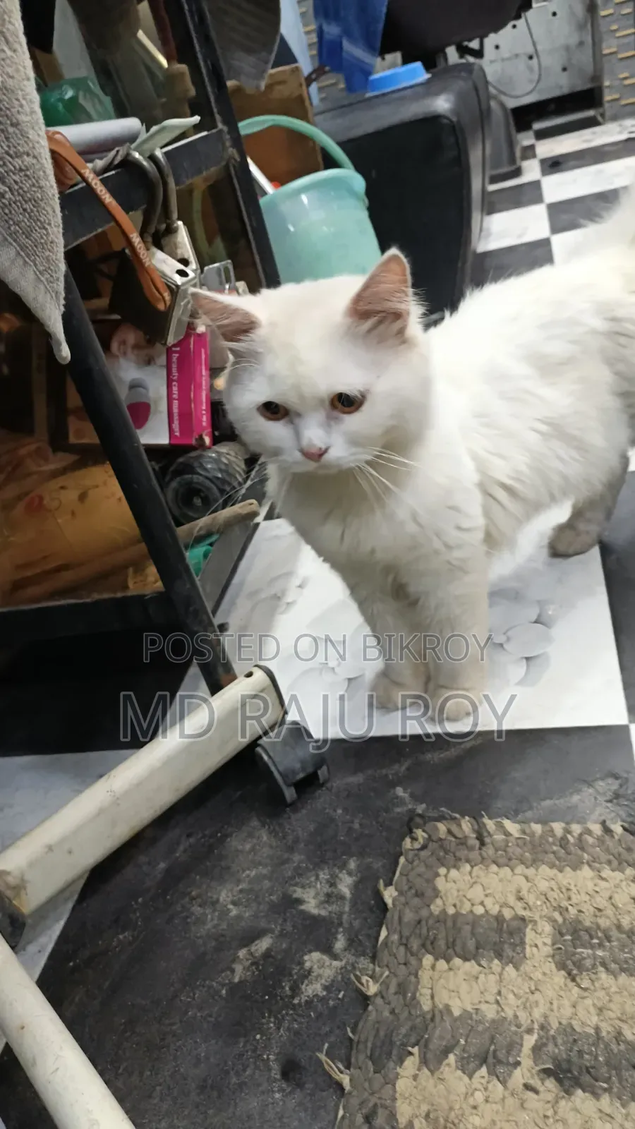 6-12 Months Male Purebred Persian