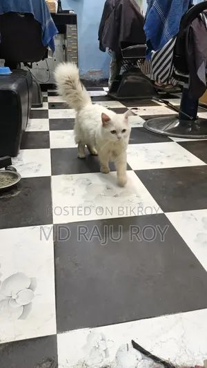 6-12 Months Male Purebred Persian
